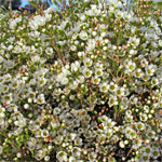 Pearl White Wax Flower
