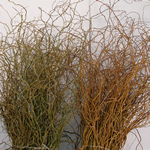 Green-Red Curly Willow